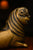 Brass Vyali