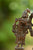 Copper Shiva and Parvathi