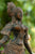 Bronze Tara Devi