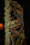 Wooden Vyali