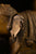 Brass Elephant